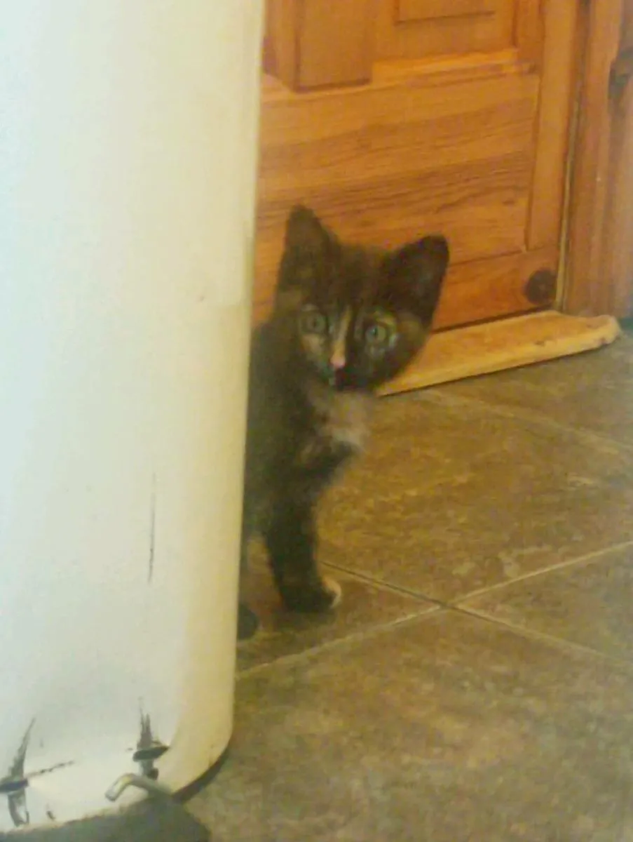 Calico Kittens - Image 3