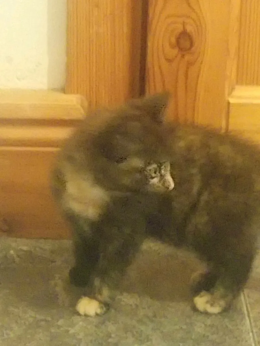 Calico Kittens - Image 4
