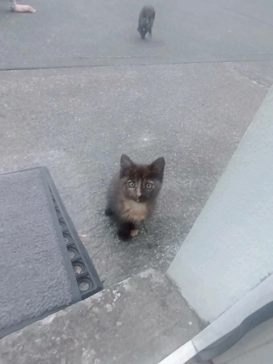Calico Kittens - Image 1