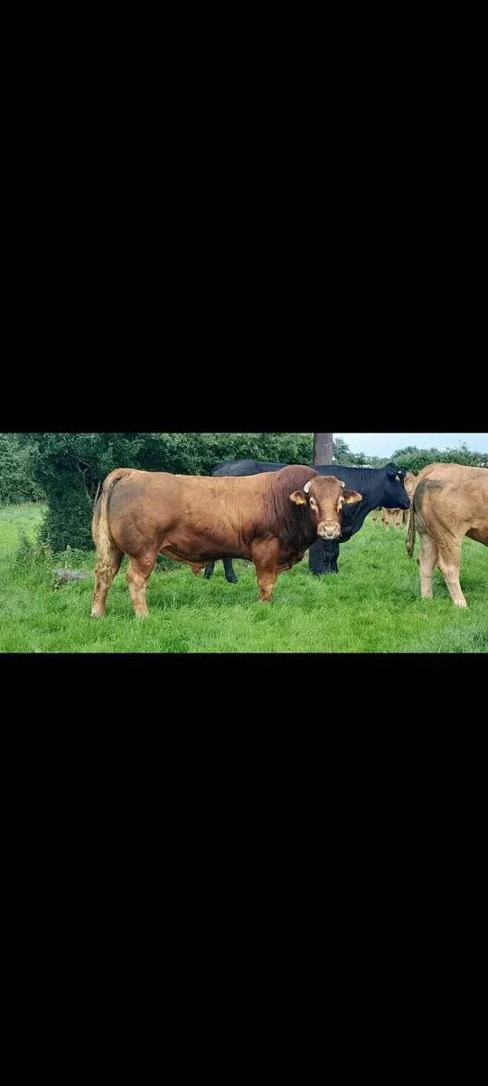 PB LM Bull - Image 1