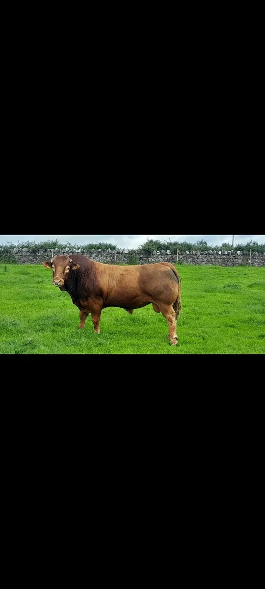 PB LM Bull - Image 3