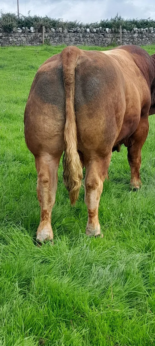 PB LM Bull - Image 4