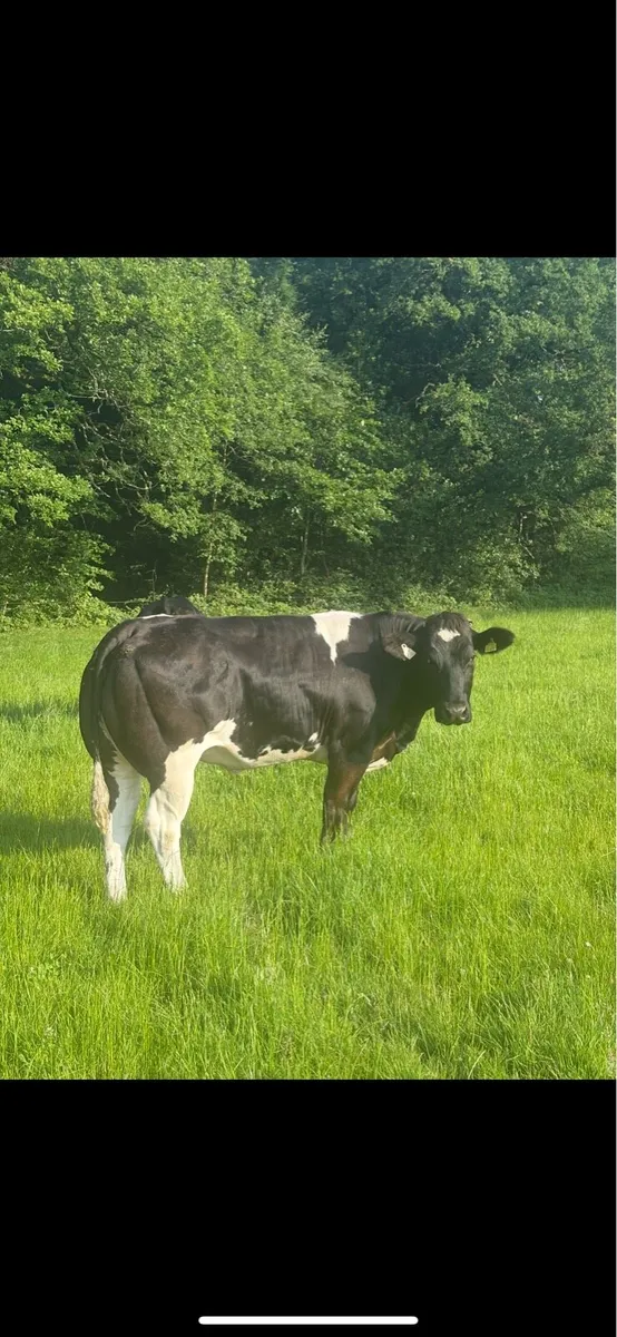 **BREEDING HEIFERS** - Image 1