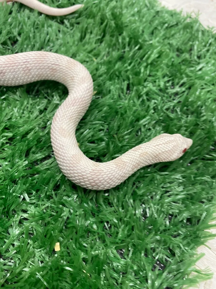 Western Hognose snakes - Image 2