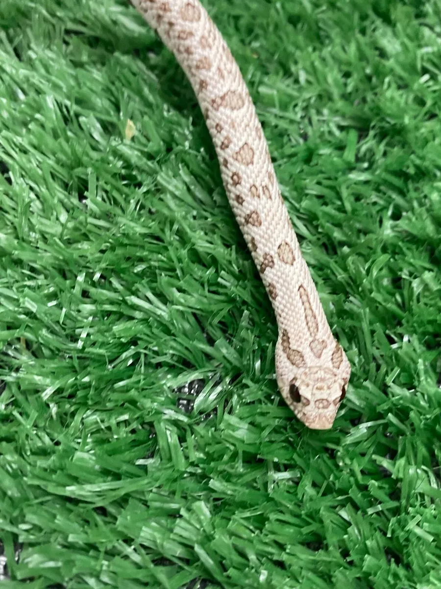Western Hognose snakes - Image 3