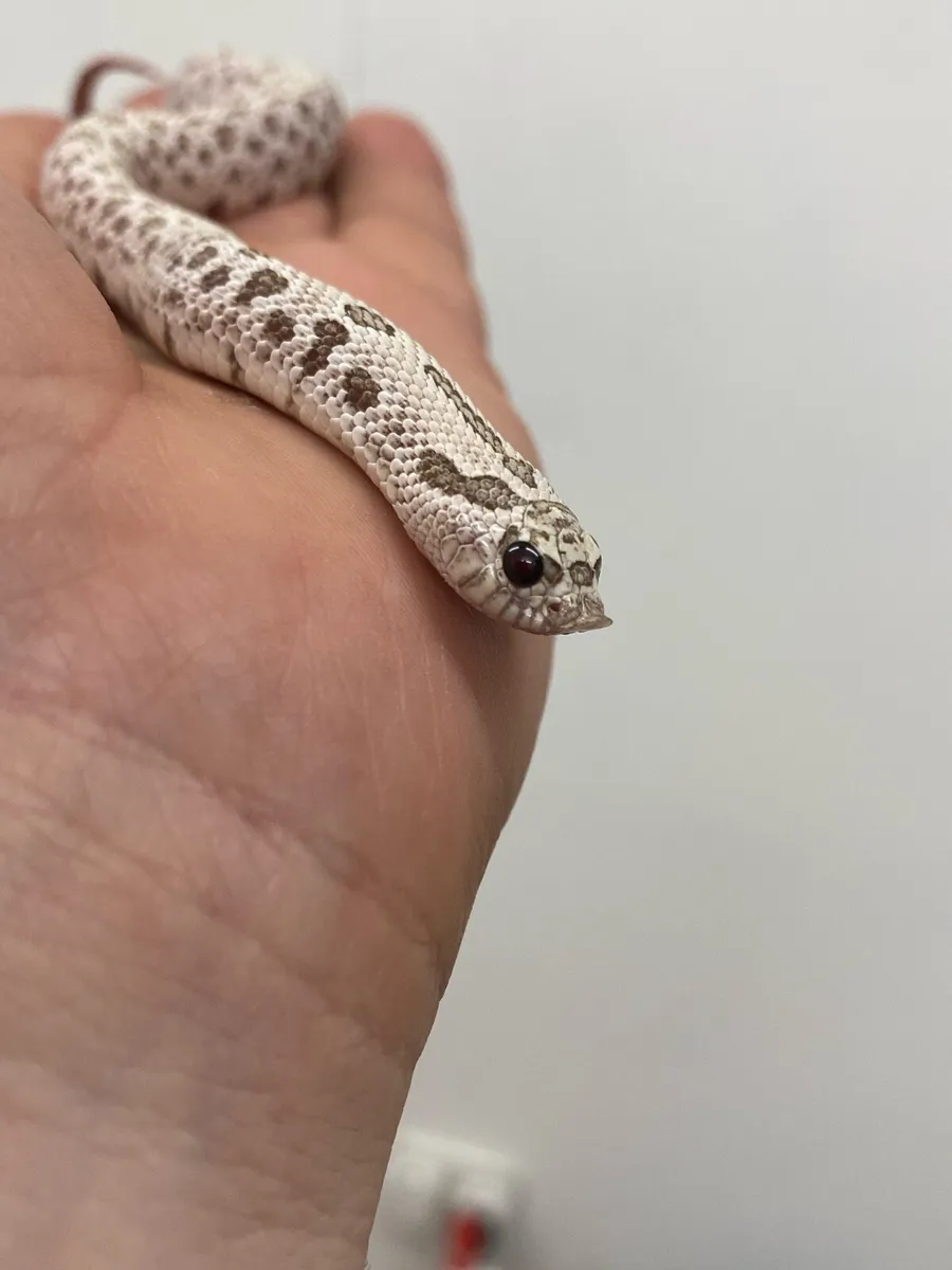 Western Hognose snakes - Image 4