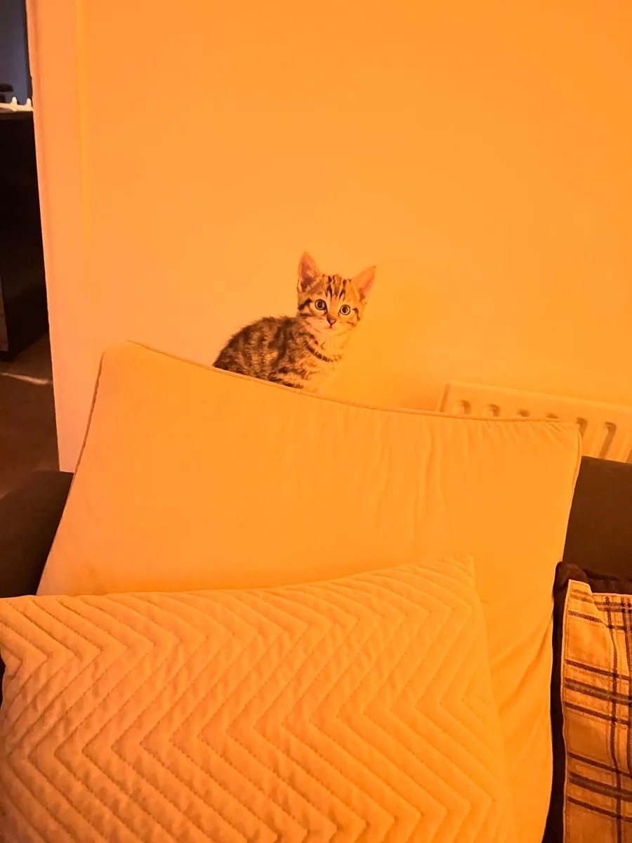 Cat kittens - Image 1