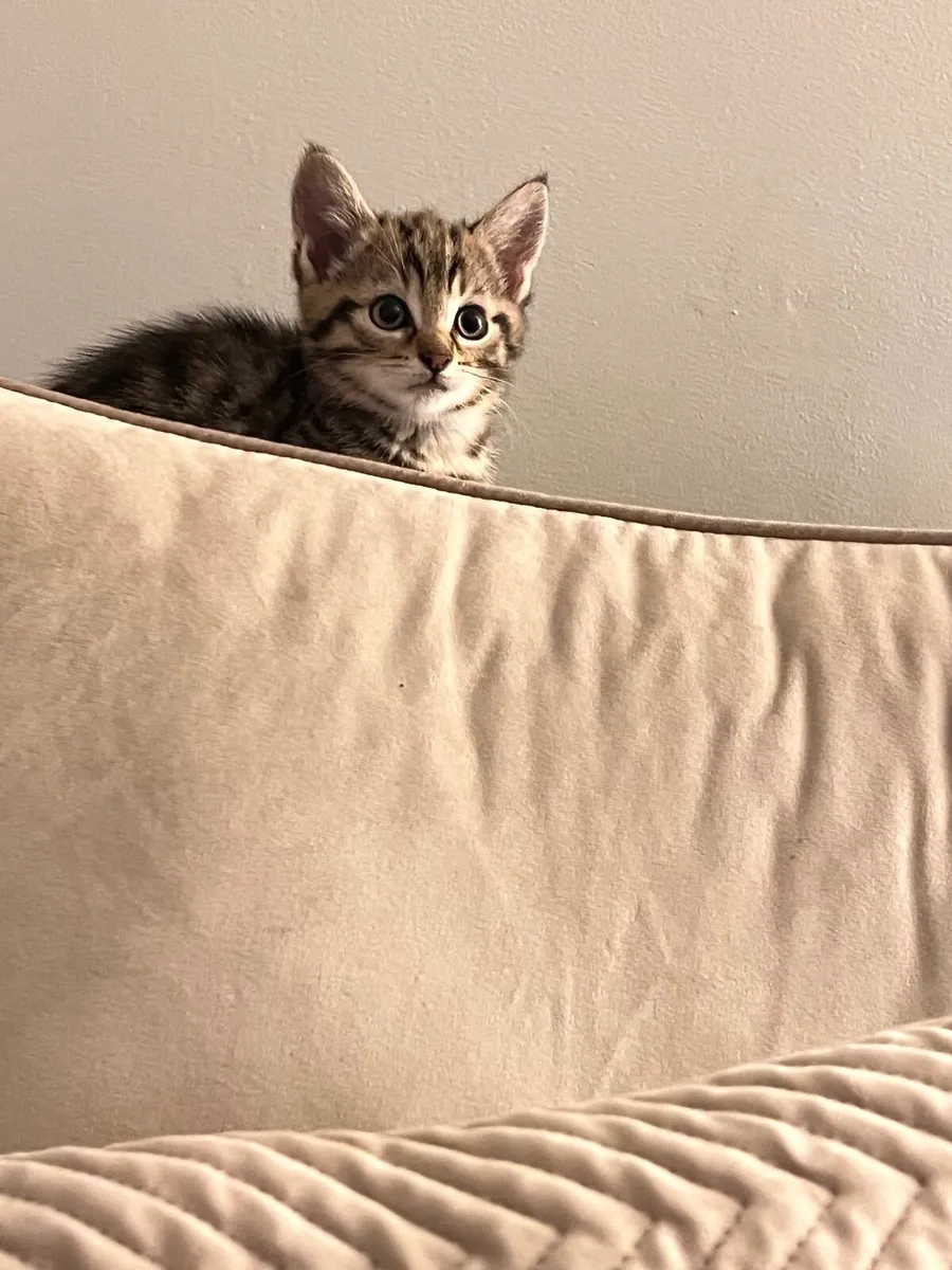 Cat kittens - Image 2