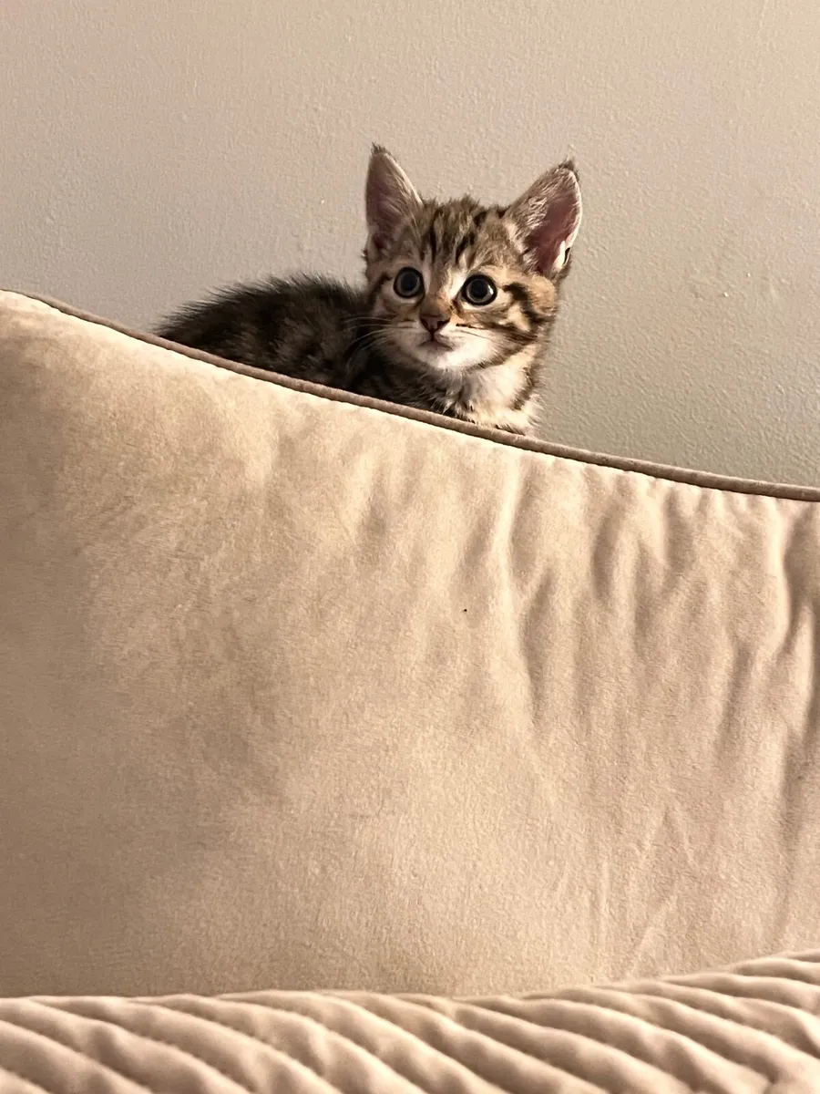 Cat kittens - Image 3