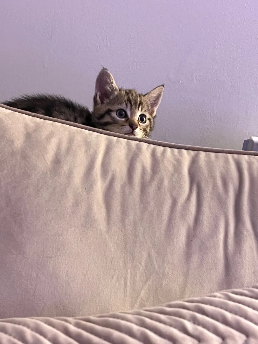 Cat kittens - Image 4