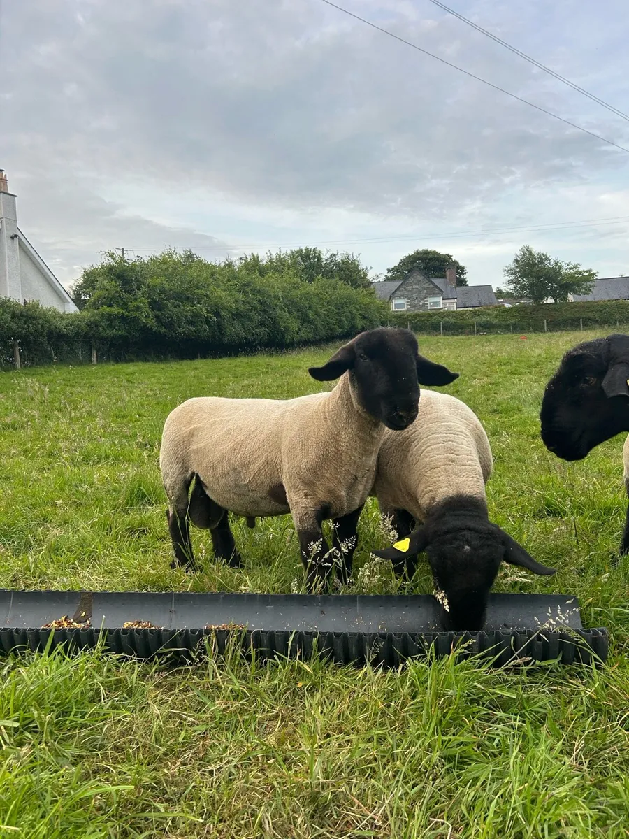 Pure bred Suffolks hoggots - Image 1