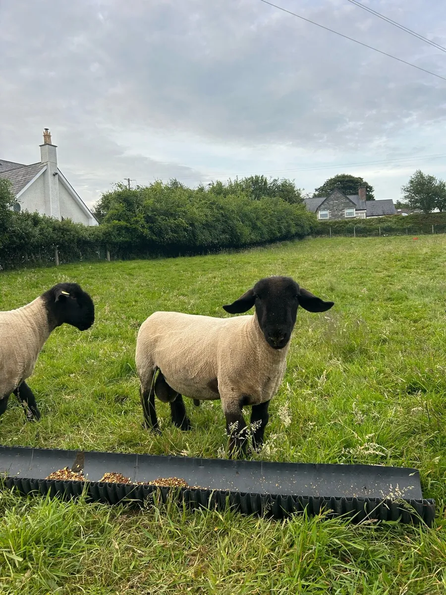 Pure bred Suffolks hoggots - Image 2
