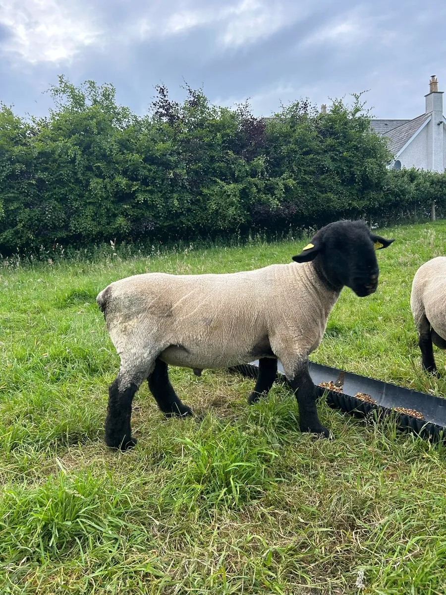 Pure bred Suffolks hoggots - Image 3