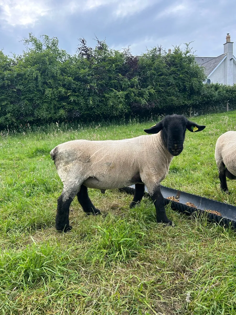 Pure bred Suffolks hoggots - Image 4