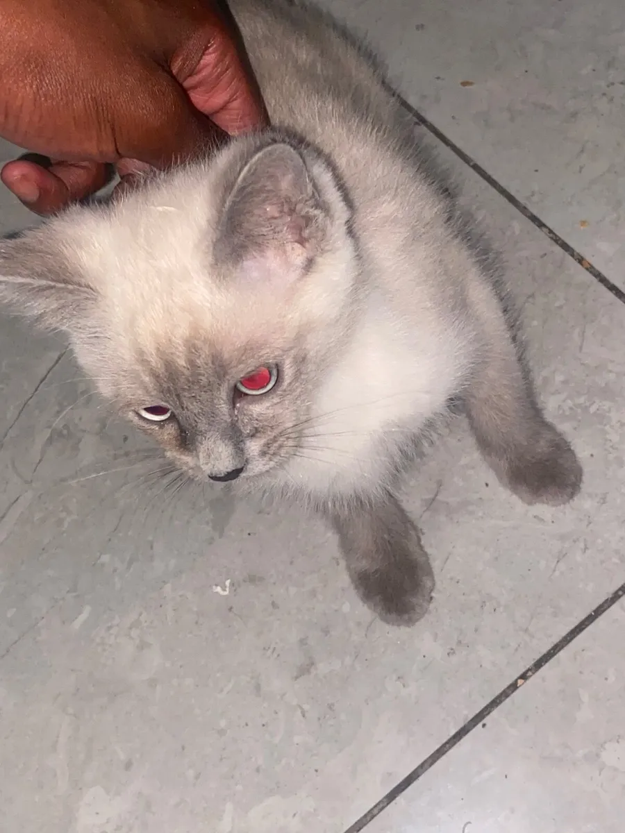 British shorthair & ragdoll - Image 1
