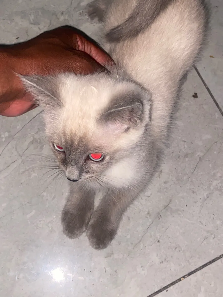 British shorthair & ragdoll - Image 2
