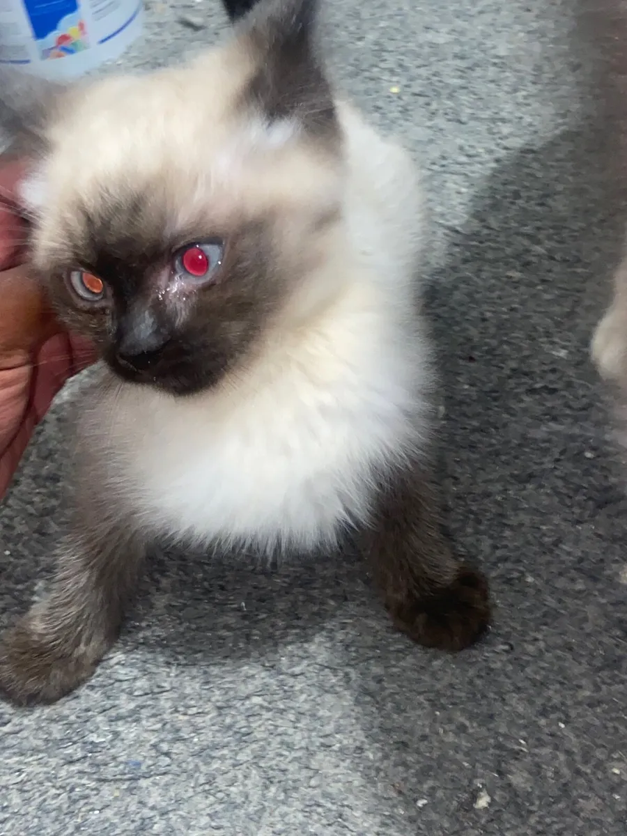 British shorthair & ragdoll - Image 3