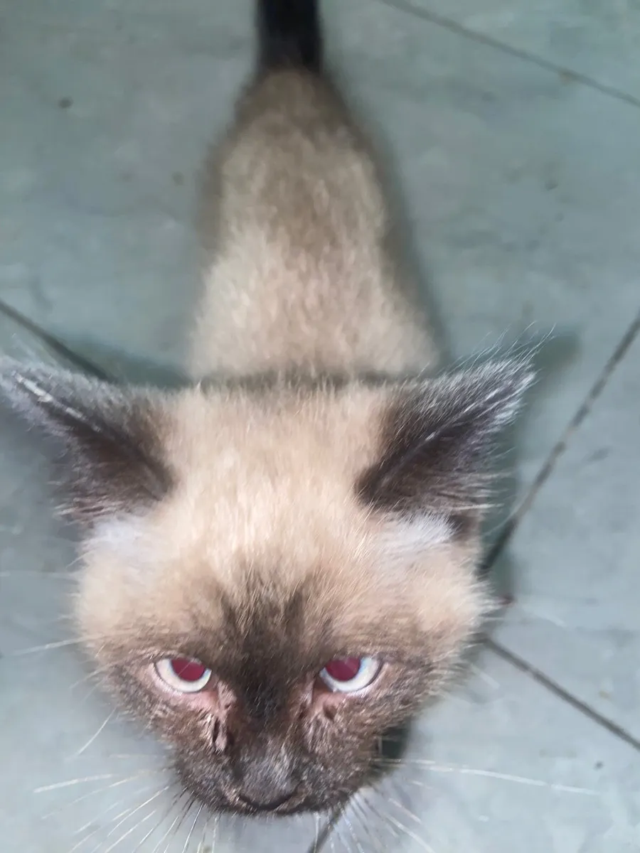 British shorthair & ragdoll - Image 4