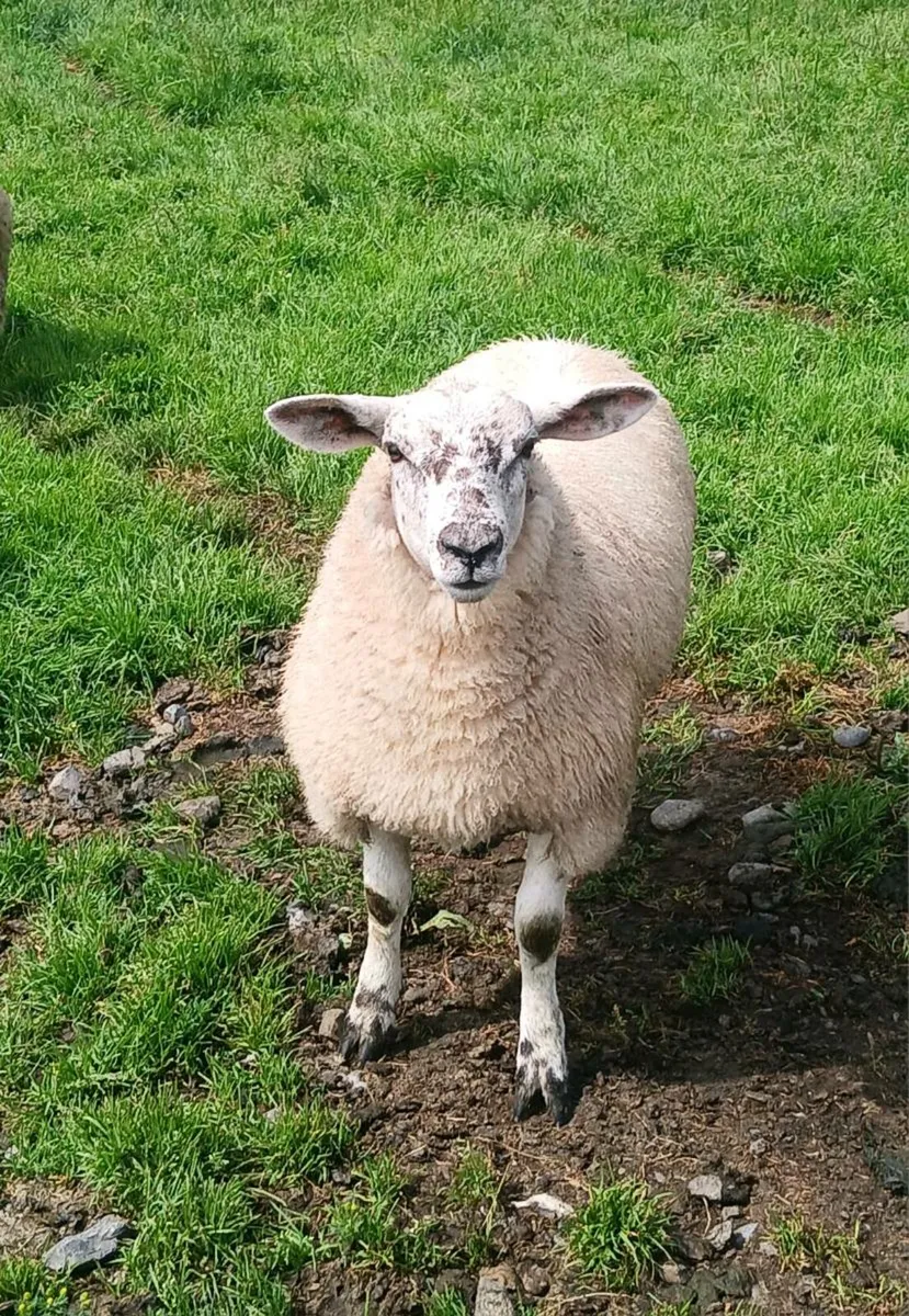 Texel Ewe Lamb - Image 1