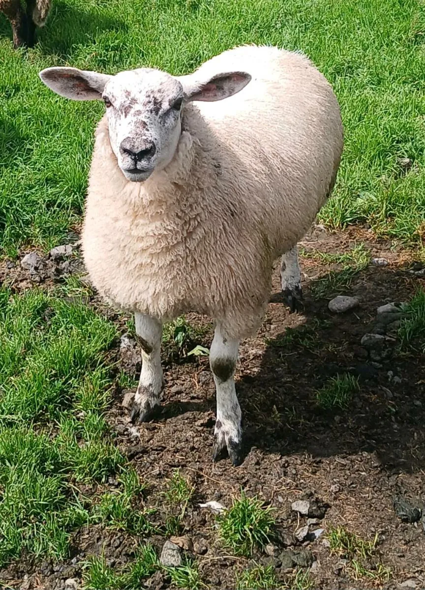Texel Ewe Lamb - Image 2