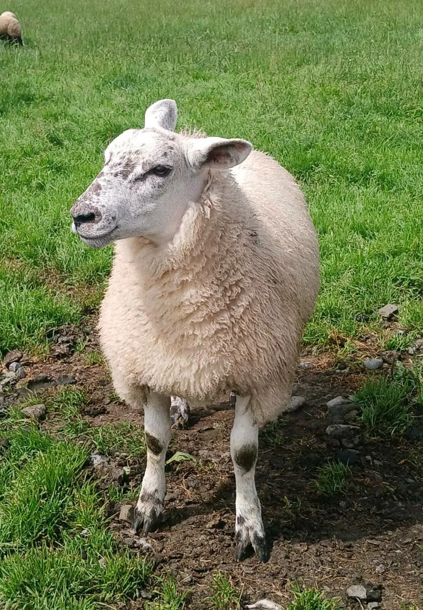 Texel Ewe Lamb - Image 3