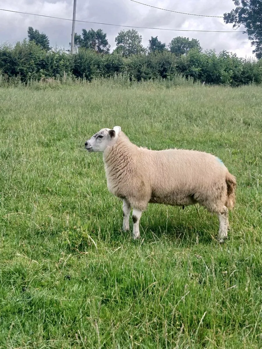 Texel Ewe Lamb - Image 4
