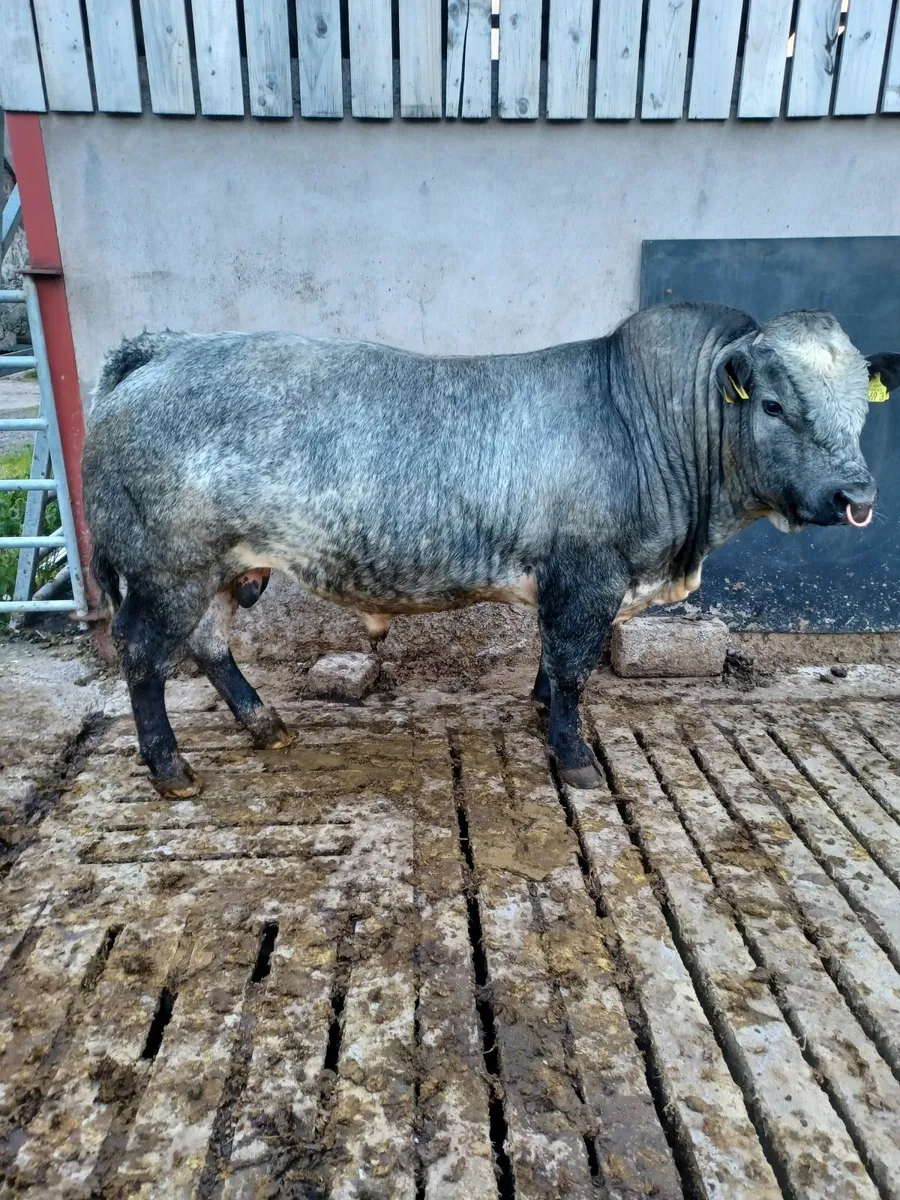 Bull - Image 1