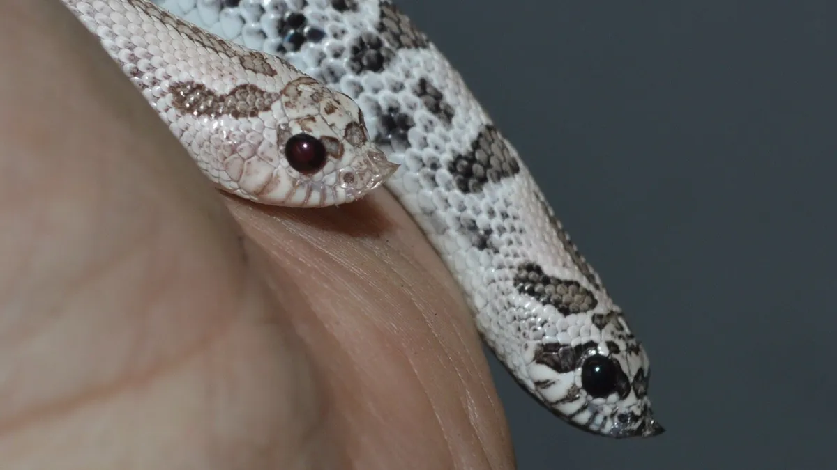 Western Hognose snakes - Image 1