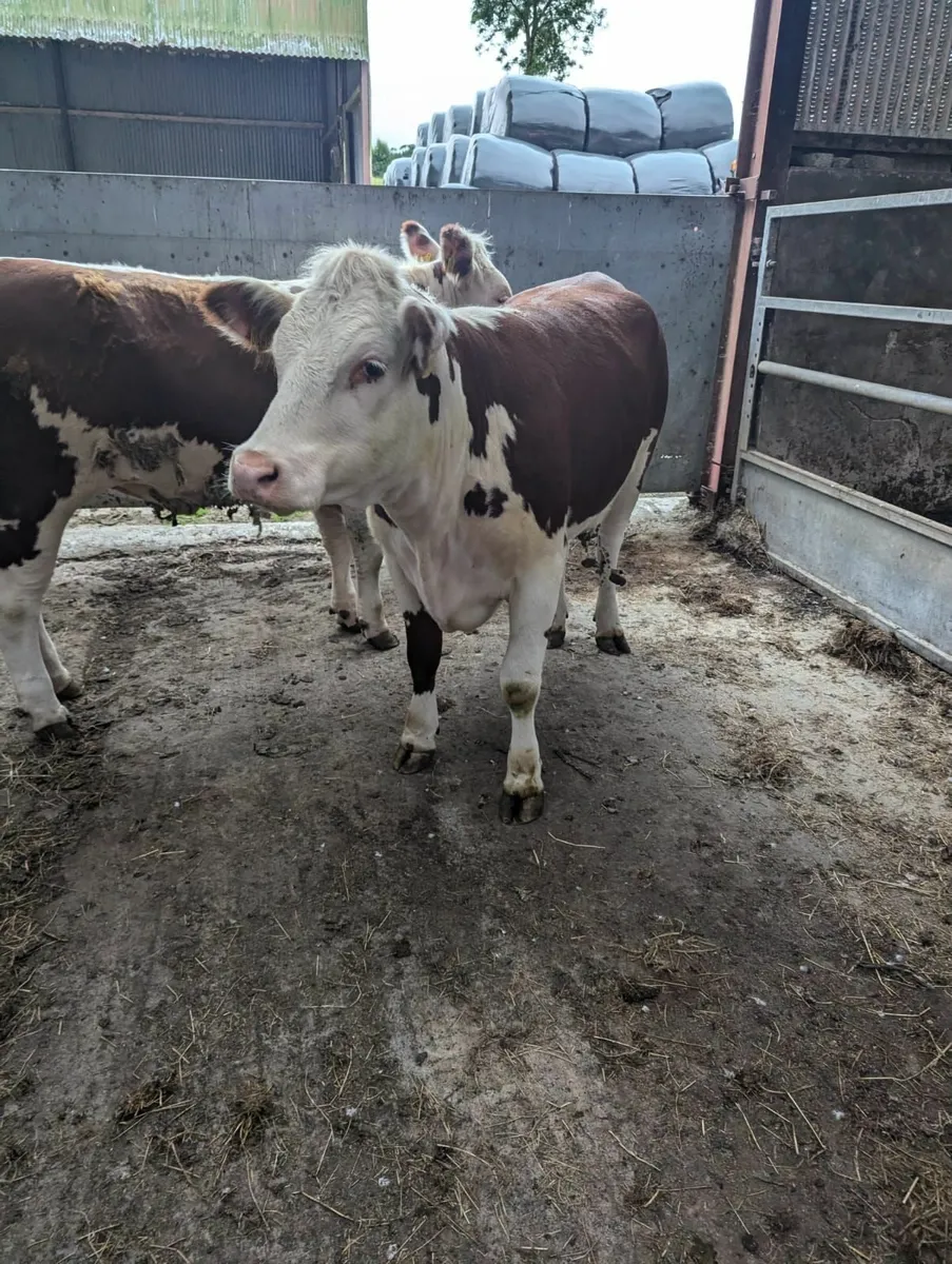 PBR Hereford Heifers - Image 1