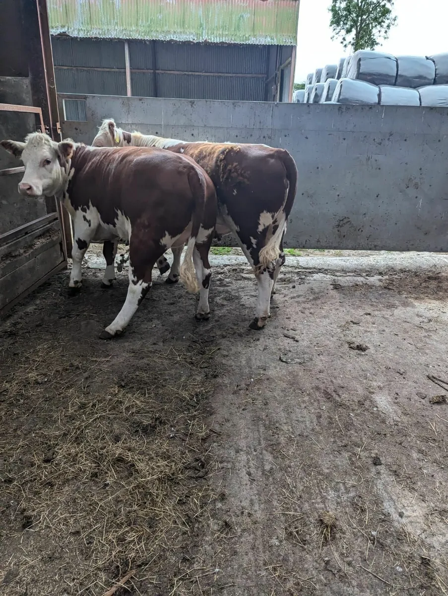 PBR Hereford Heifers - Image 2