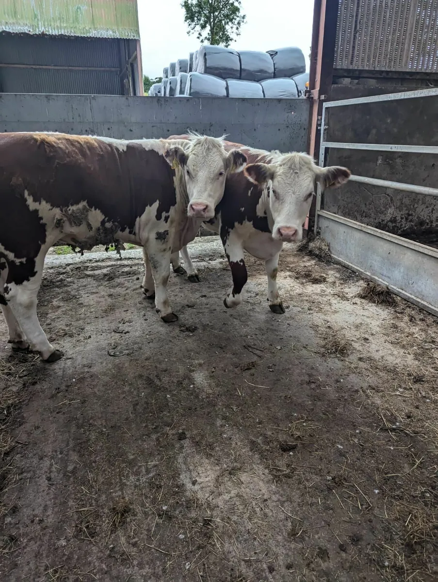 PBR Hereford Heifers - Image 3