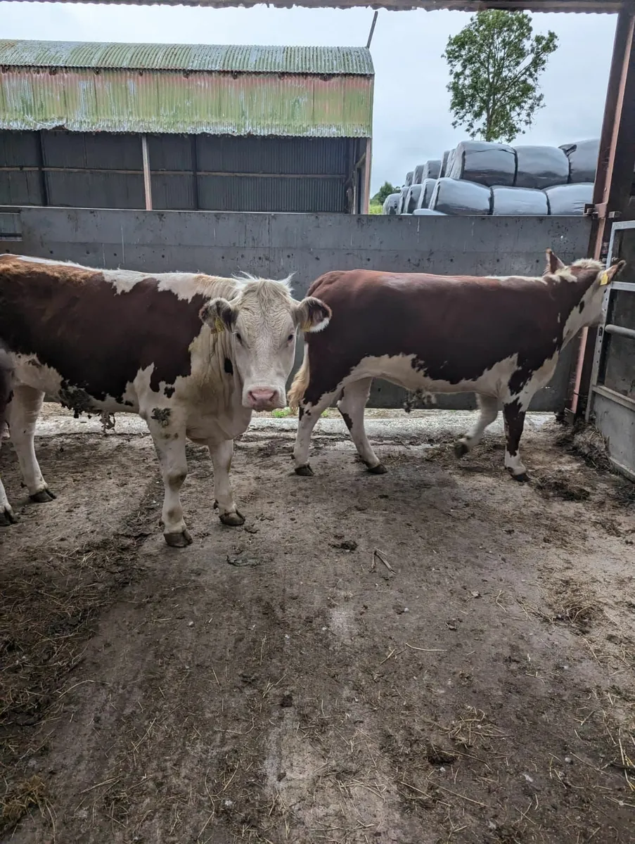 PBR Hereford Heifers - Image 4