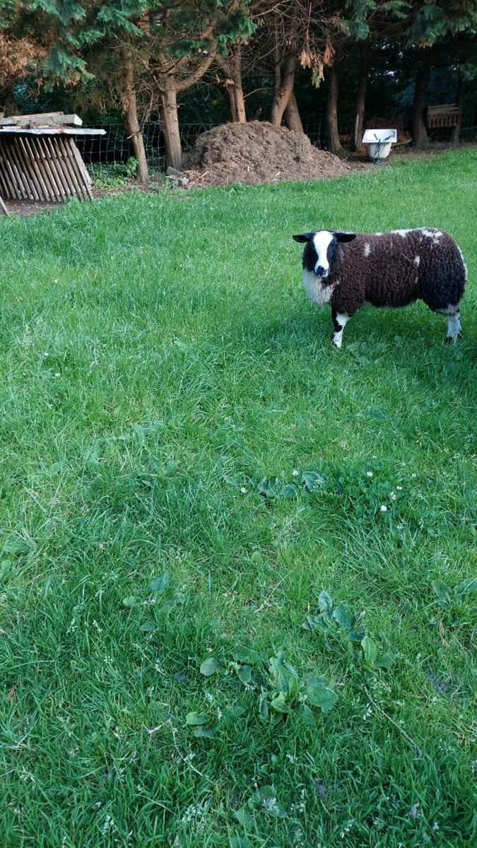 Dutch spotted - Image 2