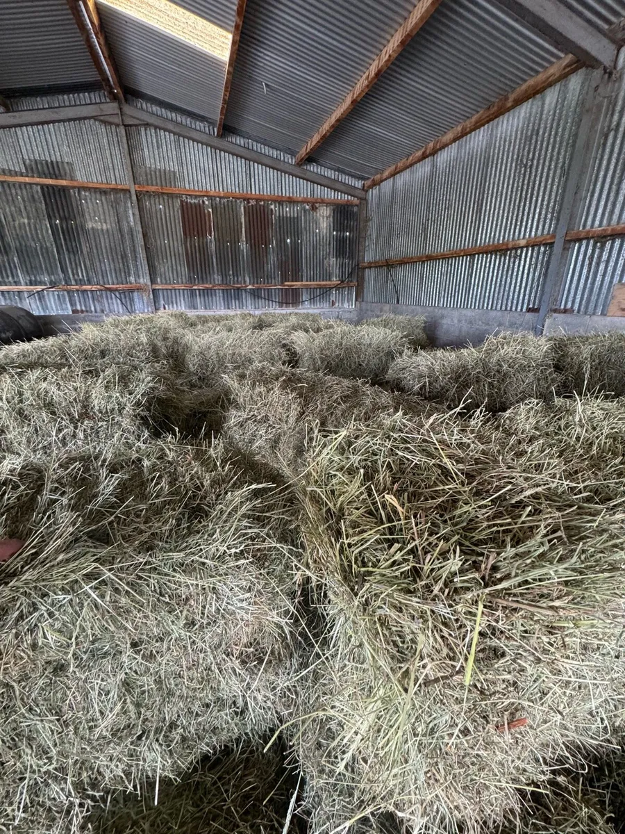 Organic square hay bales - Image 2