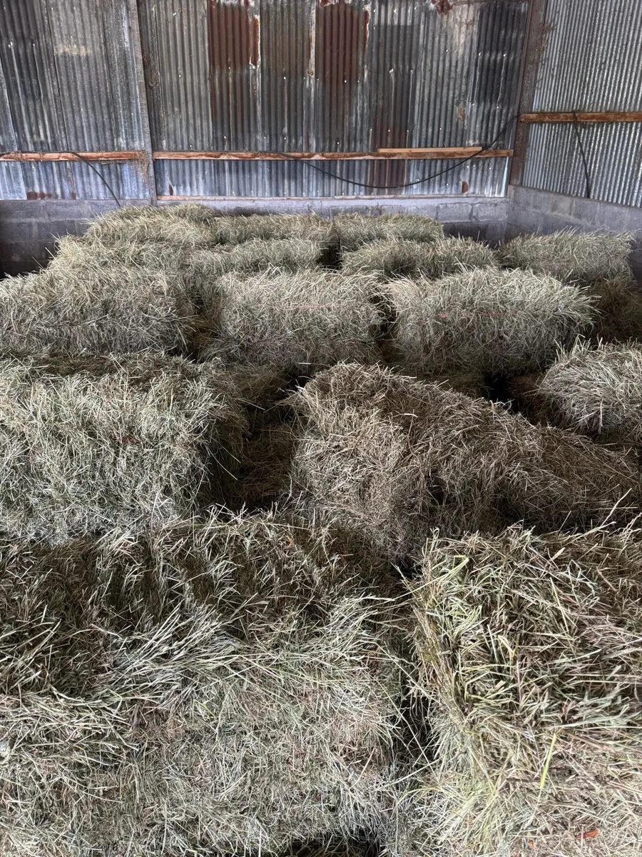 Organic square hay bales - Image 3