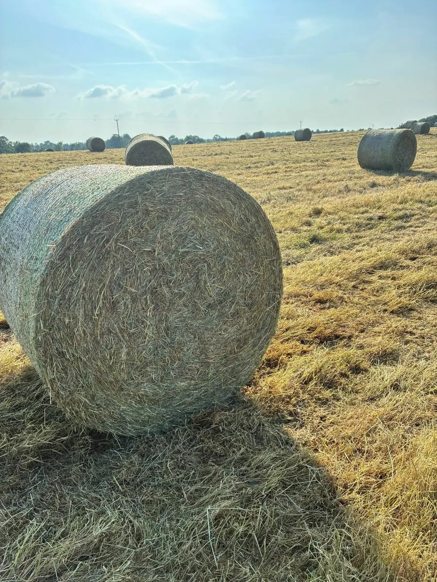 Hay Bales for Sale - Image 1