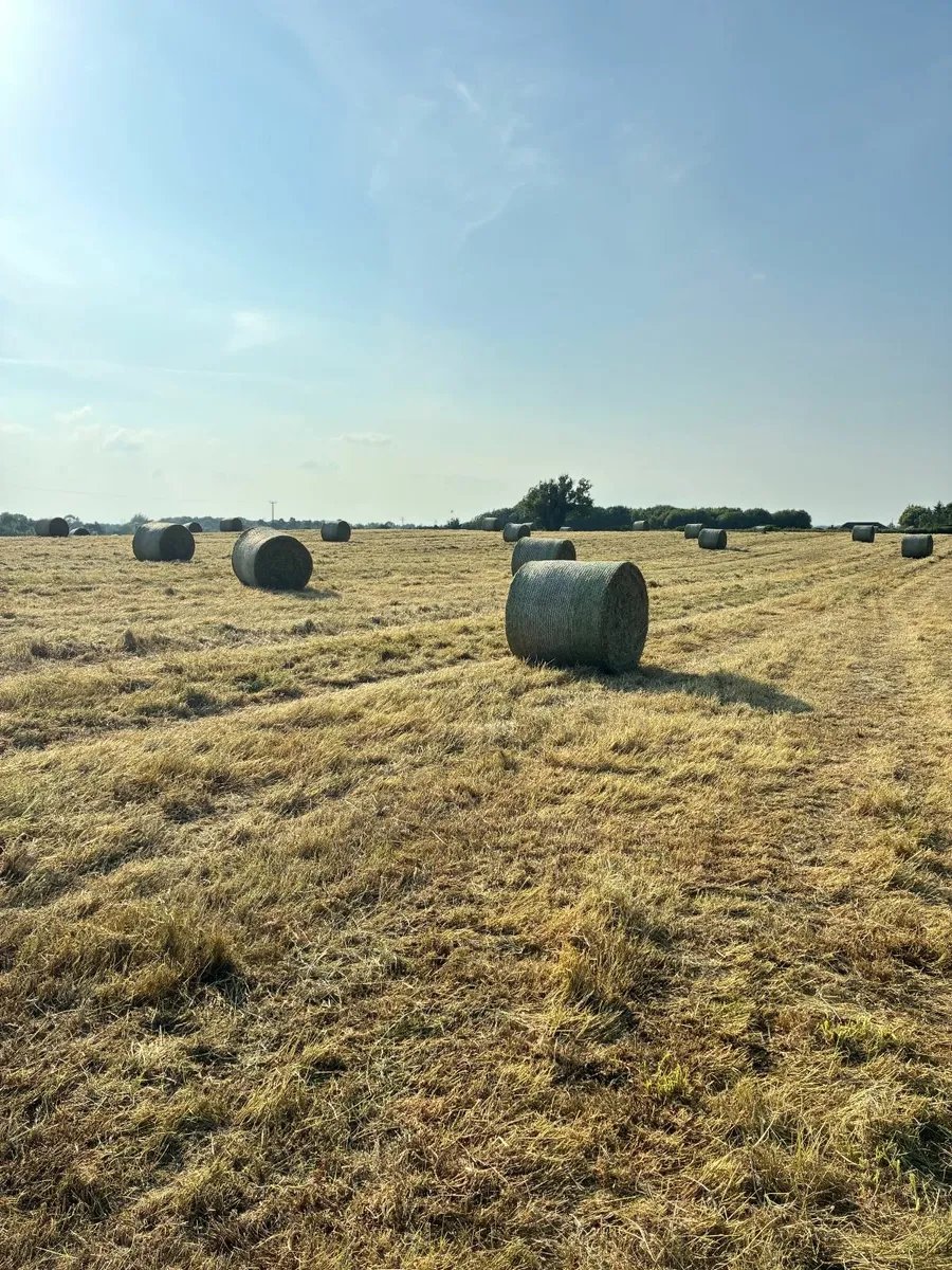 Hay Bales for Sale - Image 2