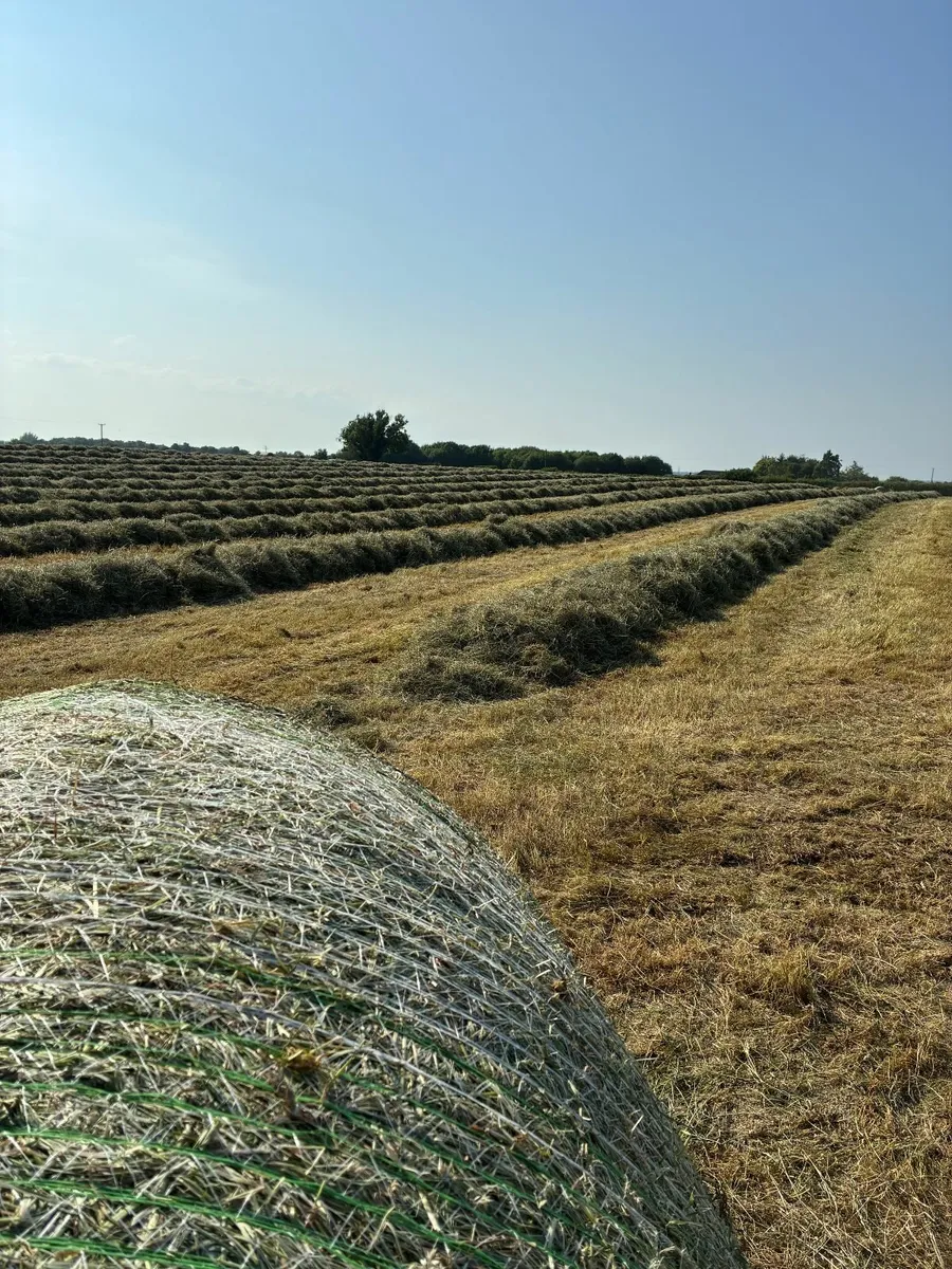 Hay Bales for Sale - Image 3