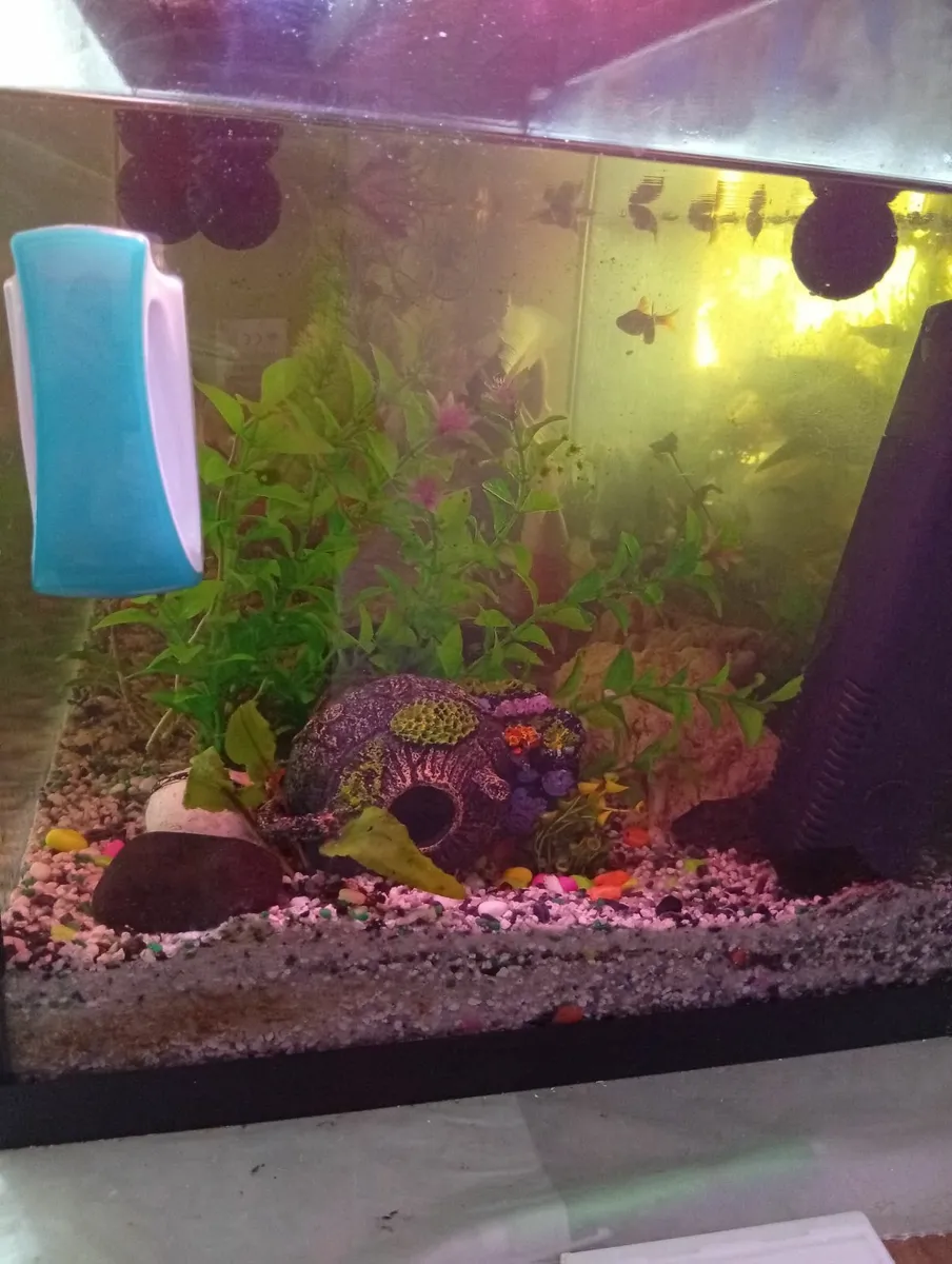 Quality Fish tank with cabinet full set - Image 4
