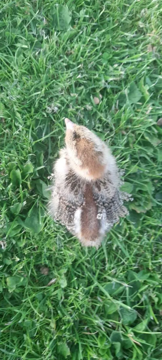 Chicks - Image 4
