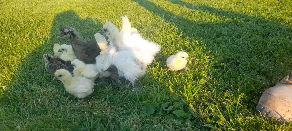 Chicks - Image 1