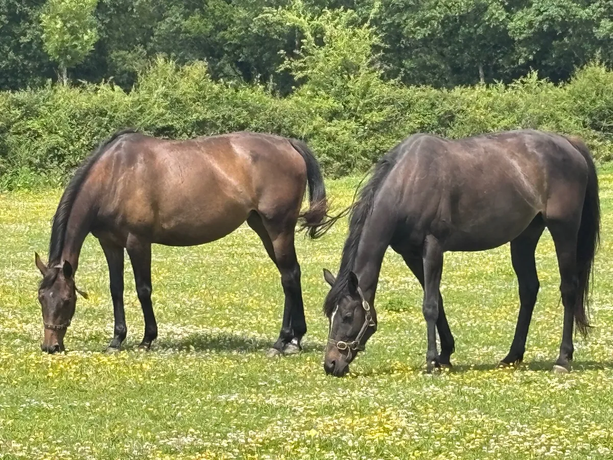 Broodmares - Image 1