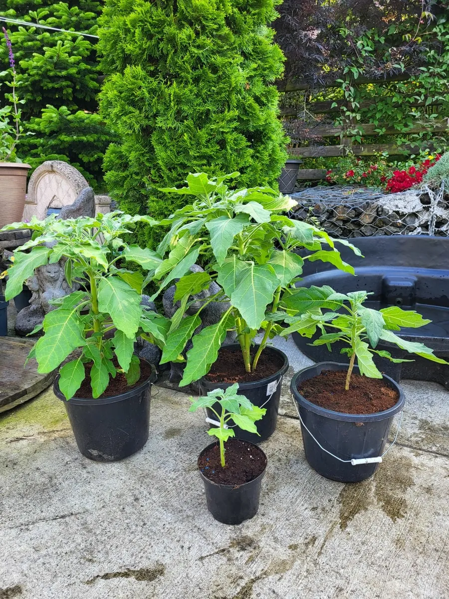 Brugmansia-Angel's Trumpet - Image 2