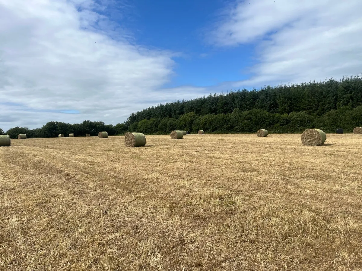 Hay for sale - Image 1