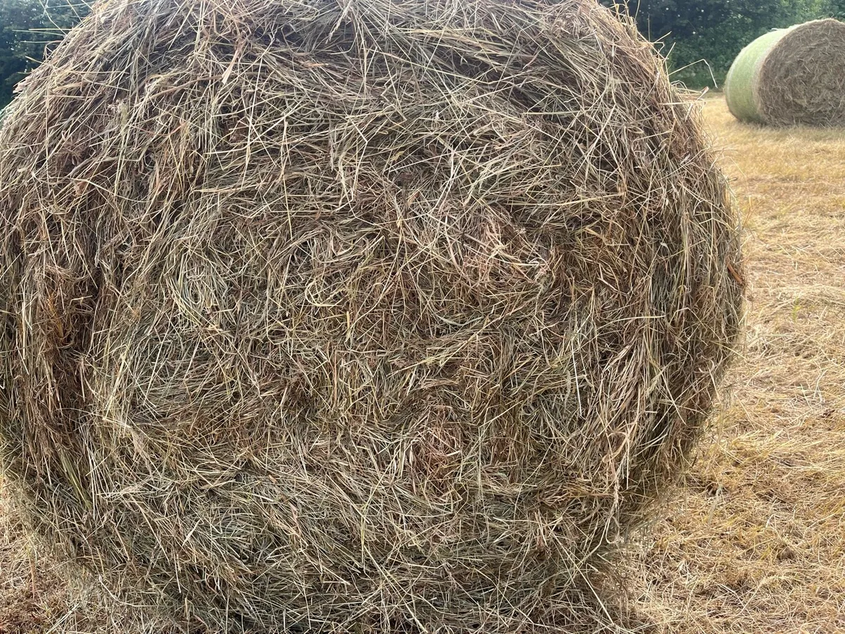 Hay for sale - Image 2