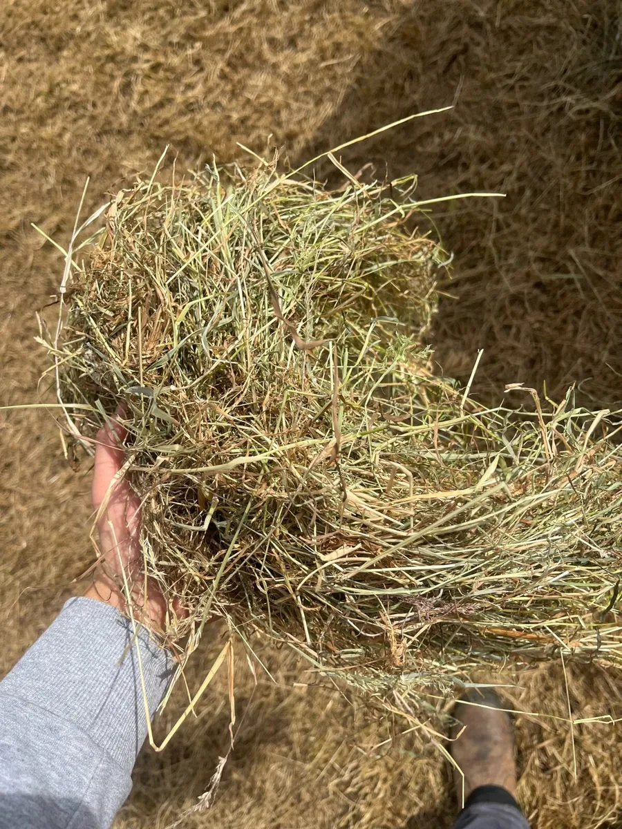 Hay for sale - Image 3