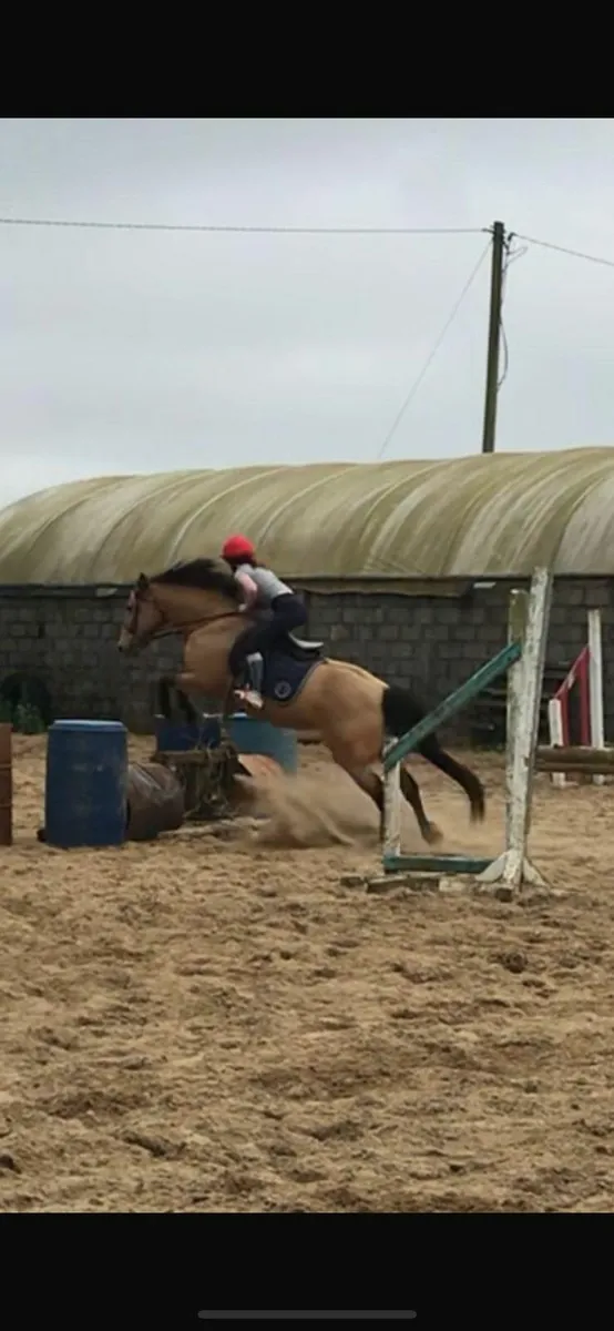 14hh All Rounder - Image 2