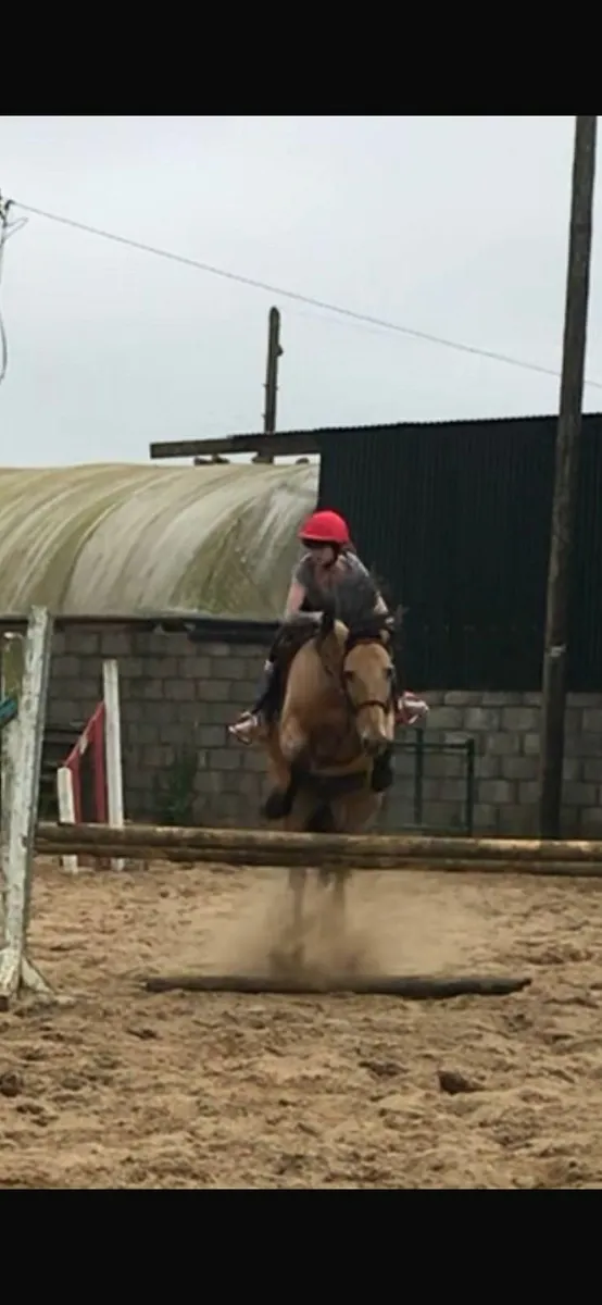 14hh All Rounder - Image 3