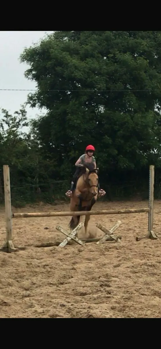 14hh All Rounder - Image 4