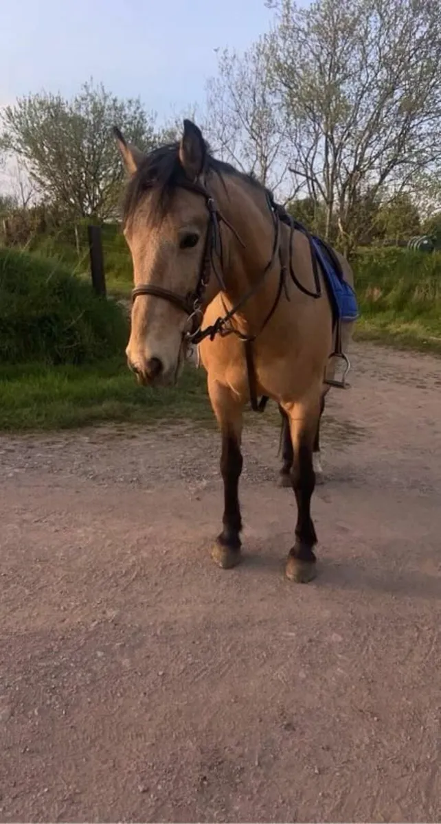 14hh All Rounder - Image 1